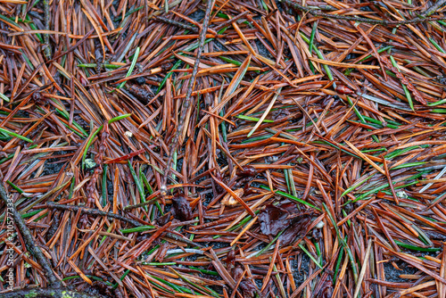 Foto Close-up view of a forest floor covered in damp pine needles and twigs, backgrou