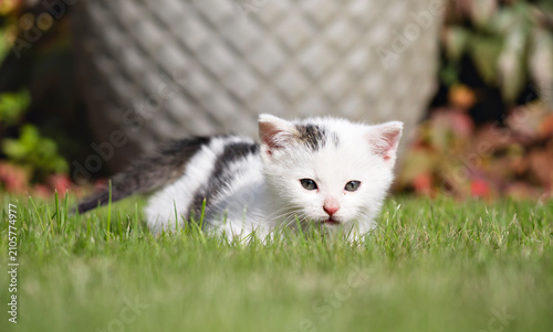 Foto Cute small white kitten crouching on green grass outdoors in a garden looking at