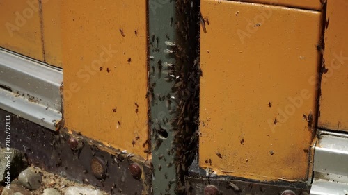 
Ameisen und fliegende Ameisen am Haus mit Natron umweltfreundlich bekämpfen
