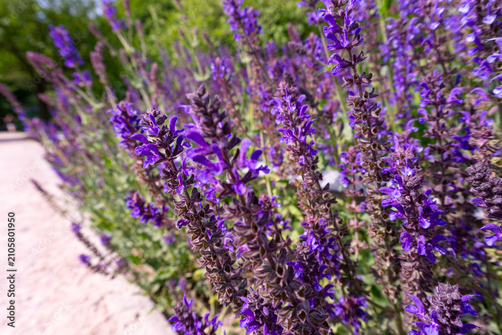 Obraz premium Blooming Lavender in Summer 