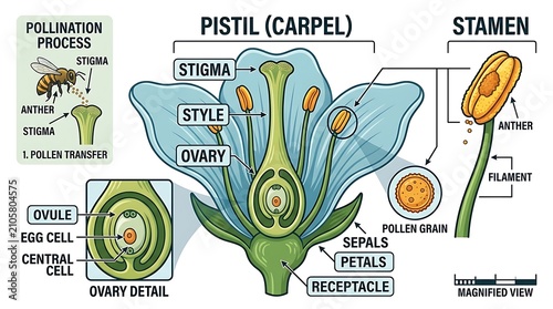 Flower anatomy diagram with detailed parts and pollination steps