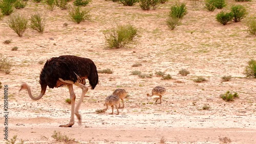 ostrich female, Struthio camelus, with chicks in Kalahari desert, pecking for food 059 

