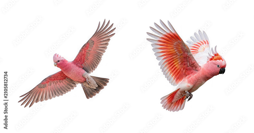 Fototapeta premium Two galah cockatoos in flight isolated on transparent background