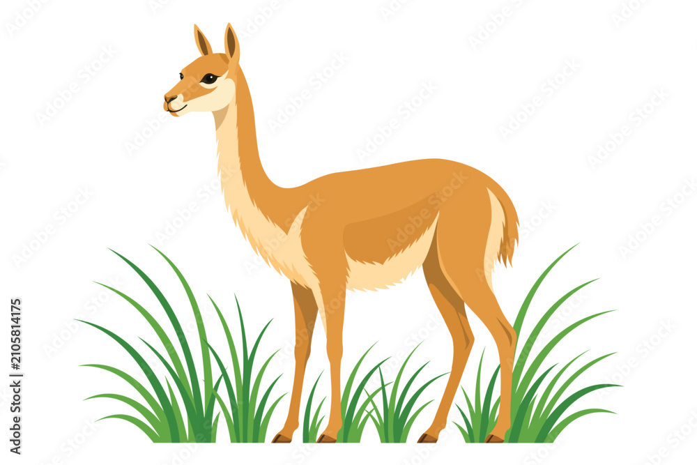 Fototapeta premium Wild Brown Vicuna Standing In Green Grass