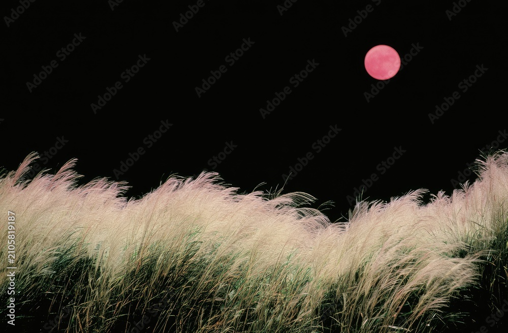 Naklejka premium Lush golden grasses sway under a vibrant crimson moon in a deep night sky