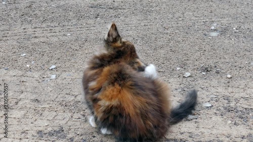 Calico (three-colored) kitty is getting up and going away. Close up view