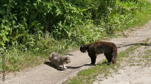 Two male cats caterwaul before fighting. Sunny summer day