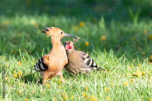Canvas Print African Hoopoe or Eurasian Hoopoe (Upupa epops   africana)  fledgling soliciting