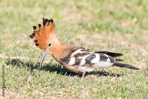 African Hoopoe or Eurasian Hoopoe (Upupa epops africana)  with crest raised foraging in grass, Western Cape, South Africa