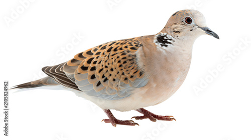 Eurasian Collared Dove isolated on transparent background PNG element