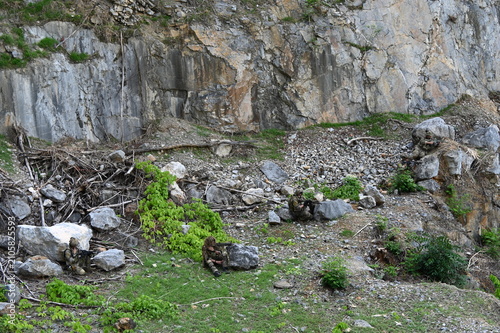 Принти на полотні Military team in camouflage takes dispersed ambush positions in rocky terrain during a tactical field exercise