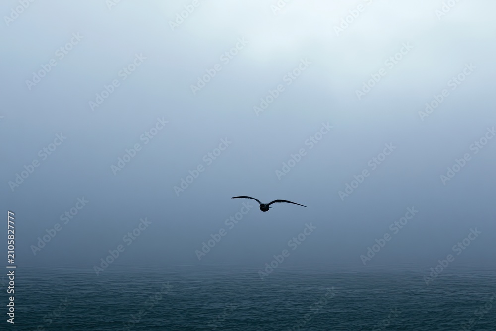Obraz premium Solitary bird soars through thick, moody ocean fog