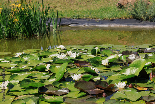 Blooming water lilies float on the surface of a pond with green leaves and yellow flowers in the background during a sunny day