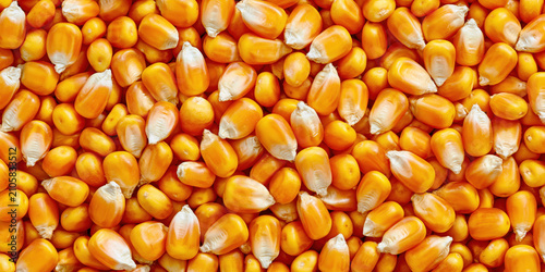 Close-up view of vibrant orange corn kernels