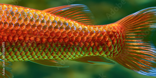Close-up of a colorful fish with vibrant scales