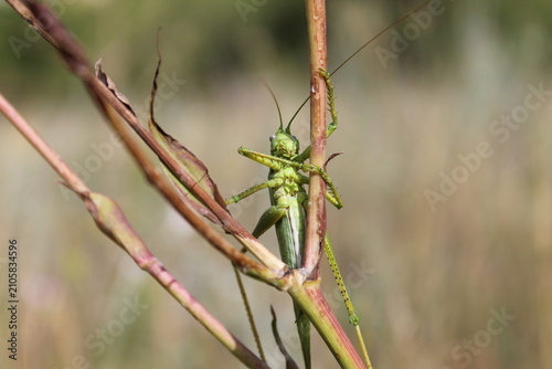 Bild auf Leinwand The big green grasshopper (Tettigoniidae).