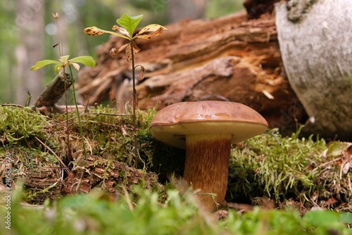 Single mushroom Imleria badia, commonly known as the bay bolete - edible, very tasty mushroom.	
