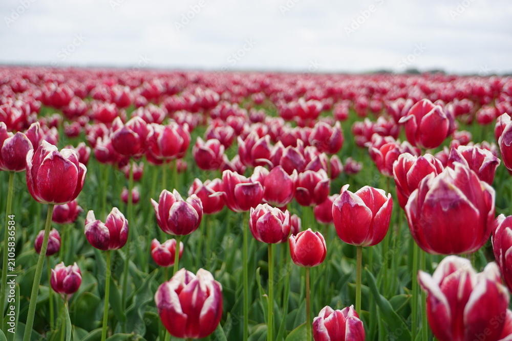 Obraz premium tulipanki
