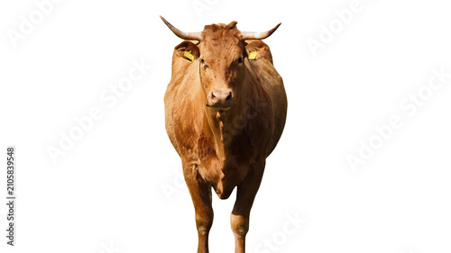 Schilderij op canvas A brown cow with yellow ear tags standing and looking forward on white backgroun