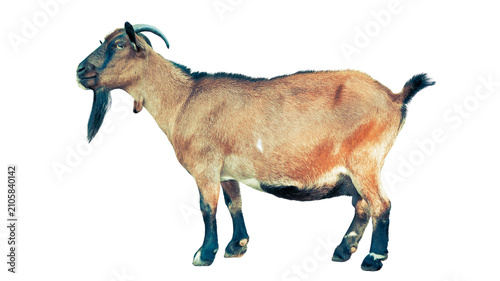 Canvastavla A side profile of a medium-sized goat standing on a clean white background with
