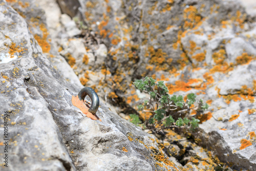 Metal Bolt and Wild Plant on a Sunlit Cliff Face