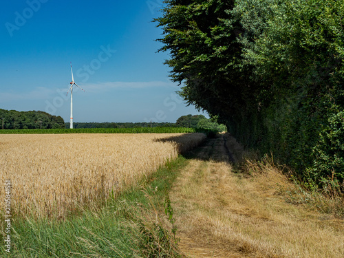 Obraz na plátně Scenic country road winding along a golden wheat field and green trees wall with