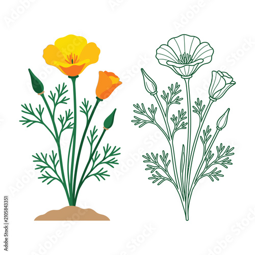 Colorful illustration of california poppy plants with green leaves and vibrant flowers
