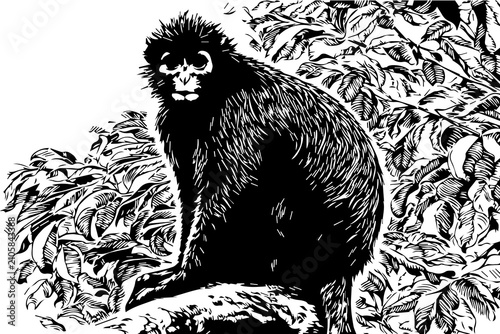 Photography Sketch of Likweli monkey