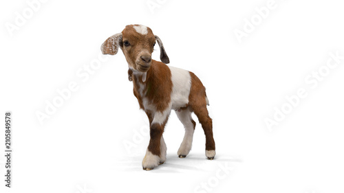 Konstfotografi Cute brown and white baby goat kid standing with livestock agriculture domestic