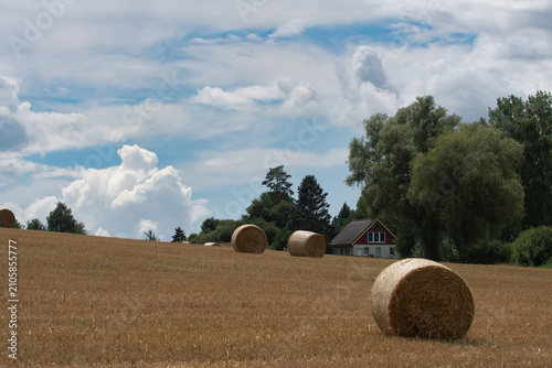 Field with rolls of hay