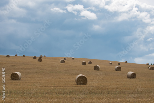 Field with rolls of hay