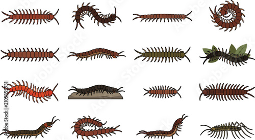 Centipede and millipede vector collection with various crawling myriapods in flat design
