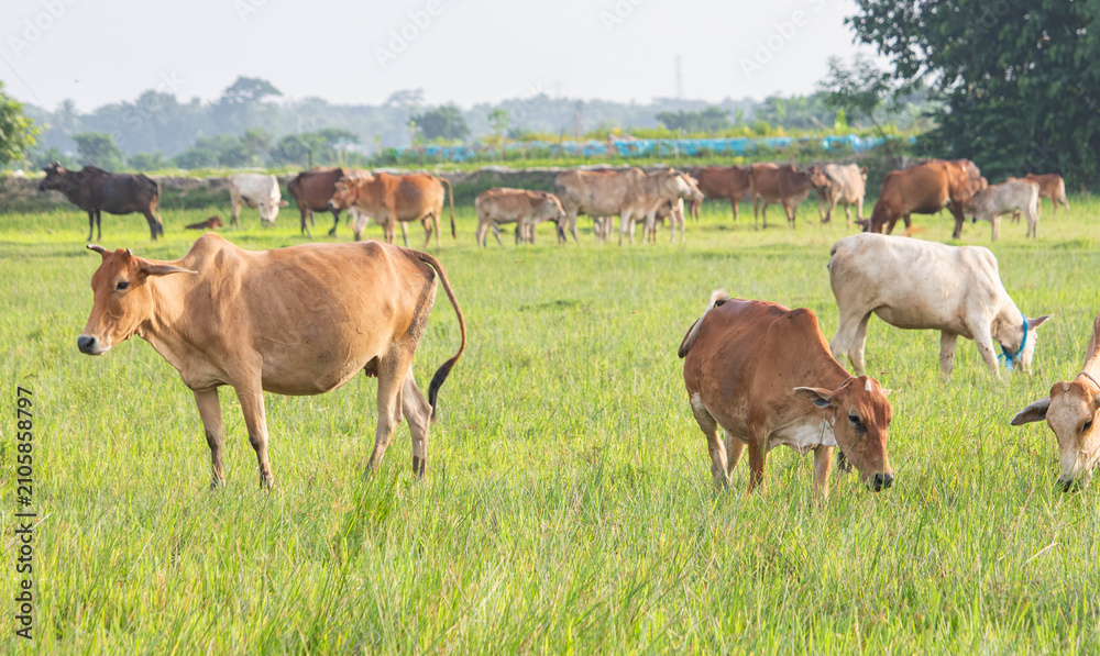 Fototapeta premium Aerial of cows eating green rice and grass field. Animals in agriculture farm. 