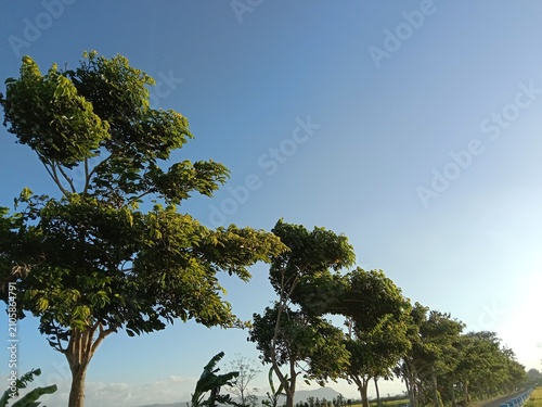Obraz na plátne The mahogany tree stands tall with a spreading canopy and dense green foliage