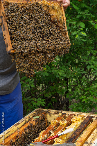 Close-up: a beekeeper removes a honeycomb frame teeming with bees from the hive and inspects it. Organic honey production, traditional farming, and sustainable agriculture.