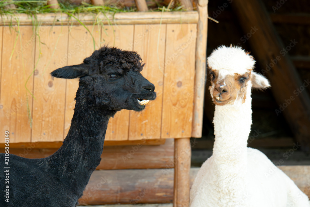 Fototapeta premium A close-up of a baby alpaca sitting