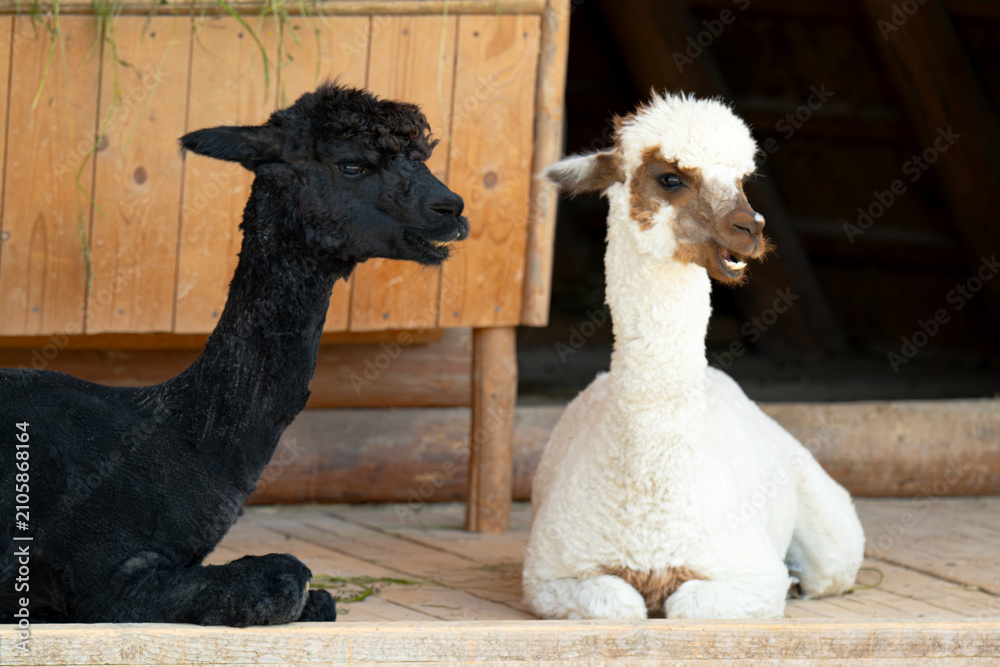 Fototapeta premium A close-up of a baby alpaca sitting
