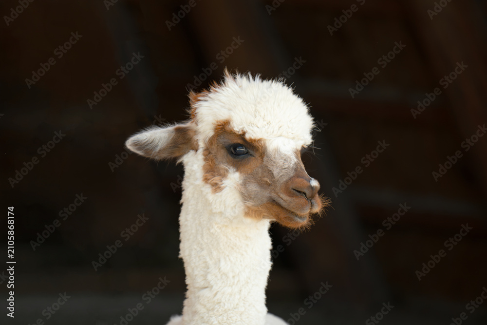 Fototapeta premium A close-up of a baby alpaca sitting