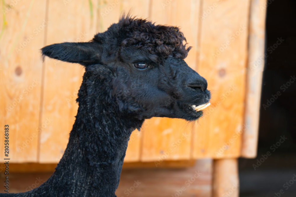 Fototapeta premium A close-up of a baby alpaca sitting