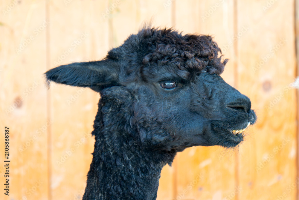 Fototapeta premium A close-up of a baby alpaca sitting