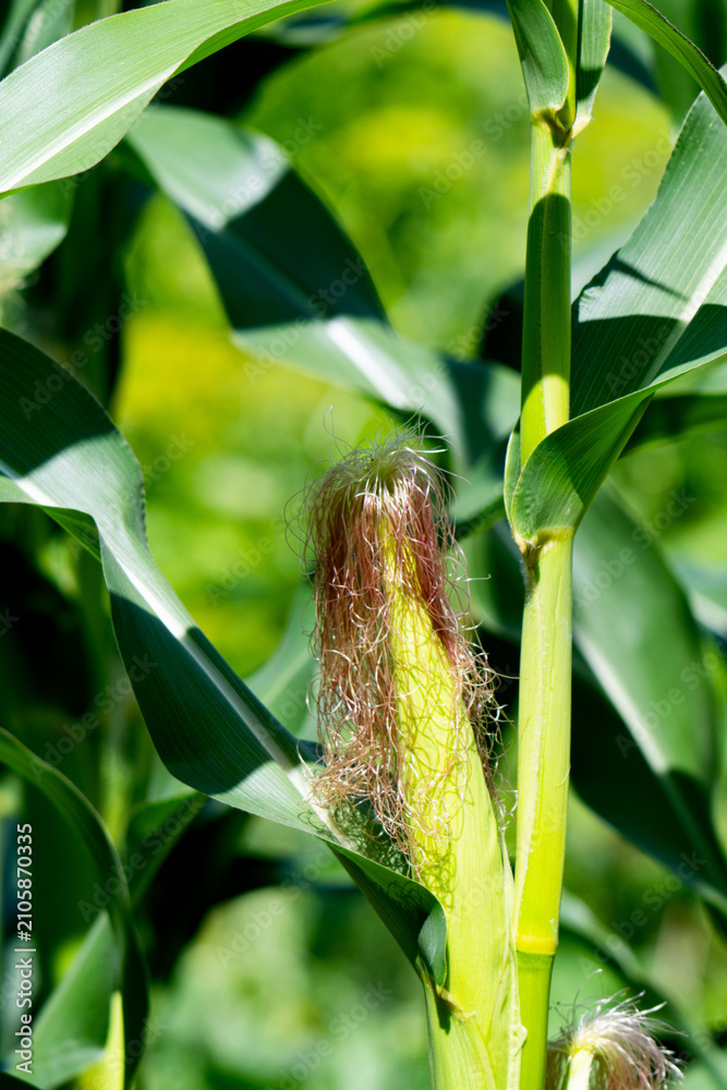 Obraz premium Corn field in the countryside. Growing corn. Female inflorescence,