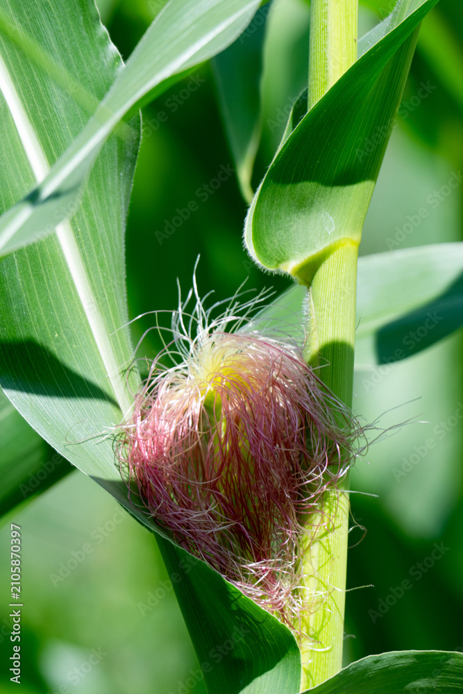 Obraz premium Corn field in the countryside. Growing corn. Female inflorescence,