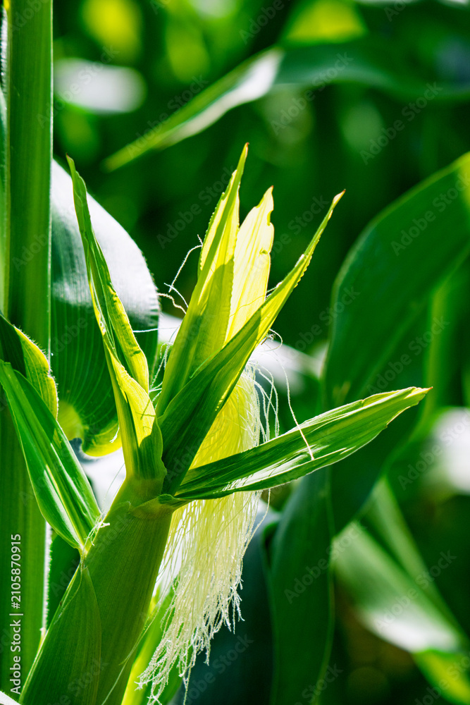Obraz premium Corn field in the countryside. Growing corn. Female inflorescence
