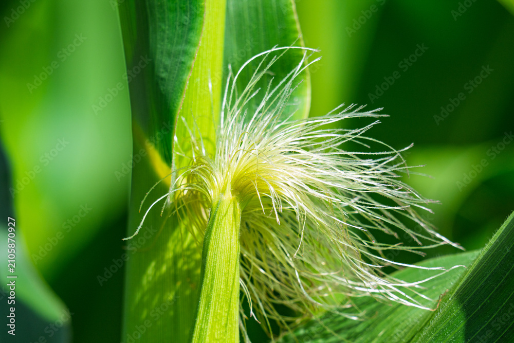 Obraz premium Corn field in the countryside. Growing corn. Female inflorescence
