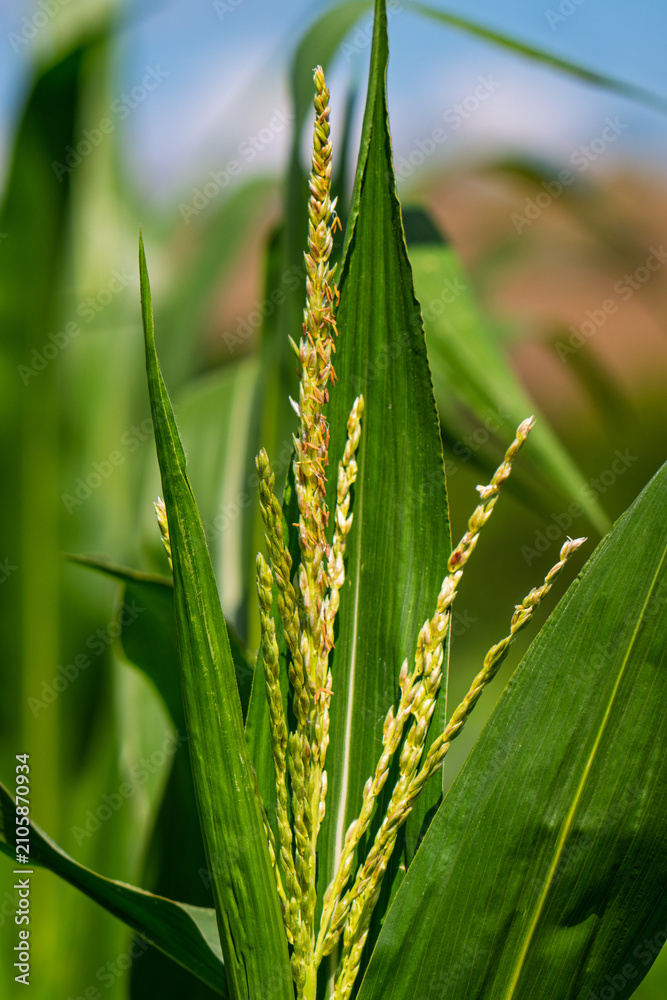 Obraz premium Corn field in the countryside. Growing corn. Female inflorescence