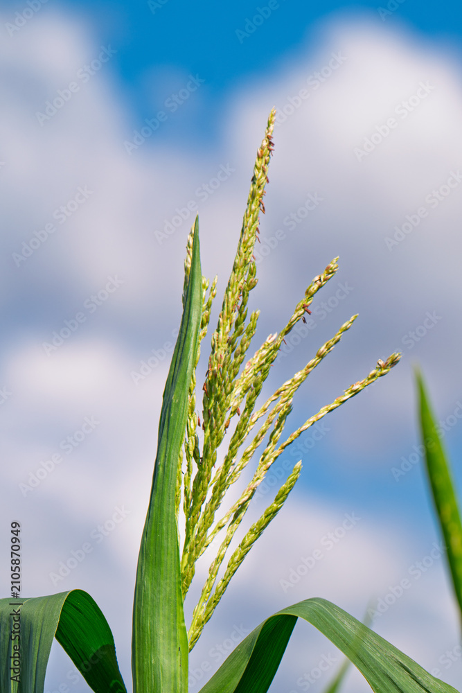 Obraz premium Corn field in the countryside. Growing corn. Female inflorescence