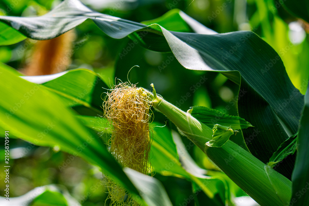 Obraz premium Corn field in the countryside. Growing corn. Female inflorescence