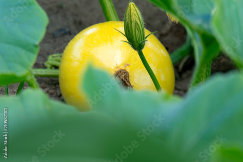 Foto Zucchini plant in home garden