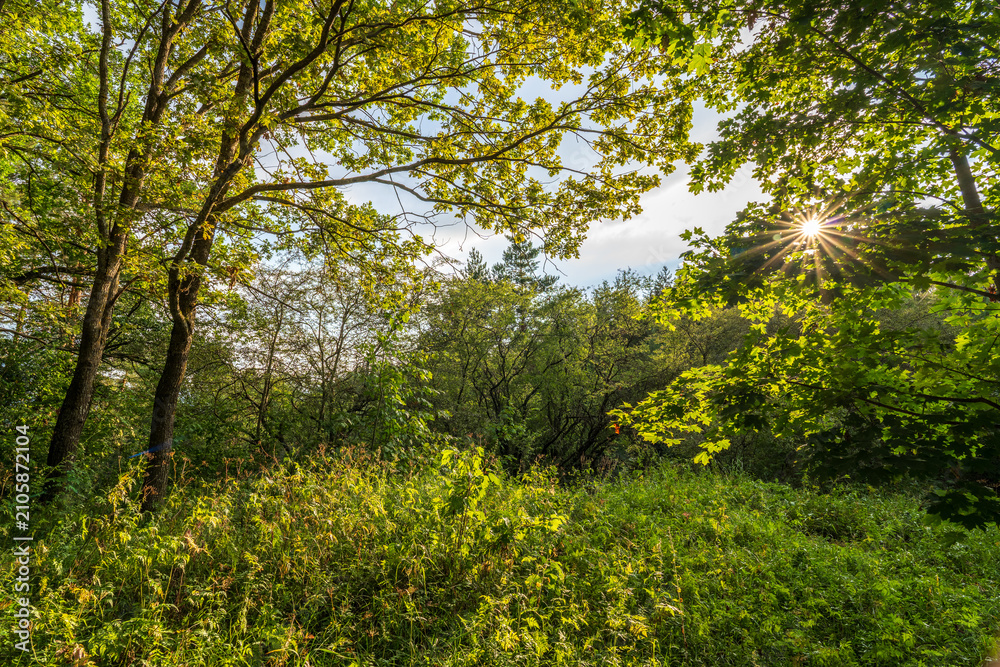 Fototapeta premium The sun through the trees in the summer park. Beautiful park in spring with bright sun shining through the trees