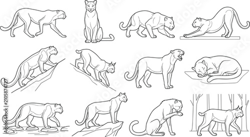 Canvas Print Mountain Lion Behavior Outline Vector Set Featuring Walking Hunting Climbing Res